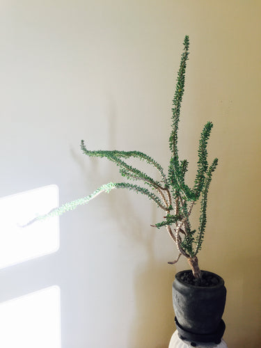 Ceraria namaquensis