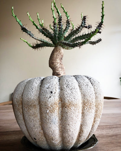 Euphorbia micracantha