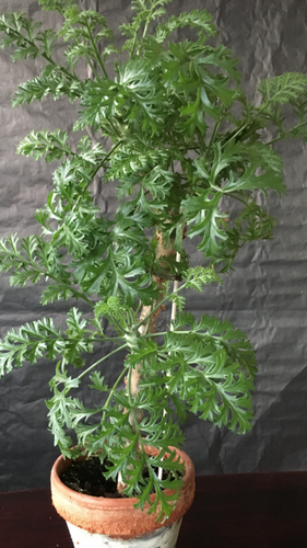 Pelargonium Crithmifolium