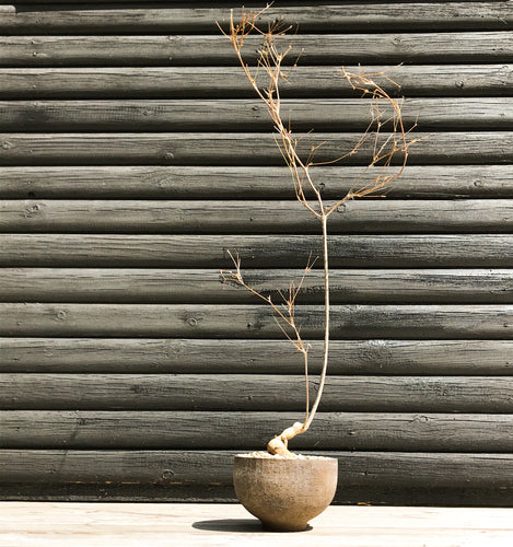 Euphorbia Hedyotoides
