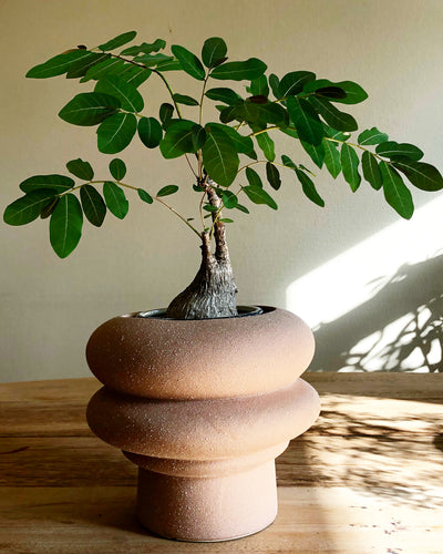 Phyllanthus mirabilis