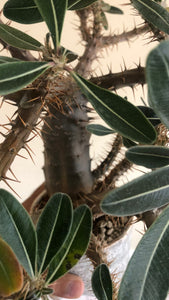 Pachypodium Rosulatum