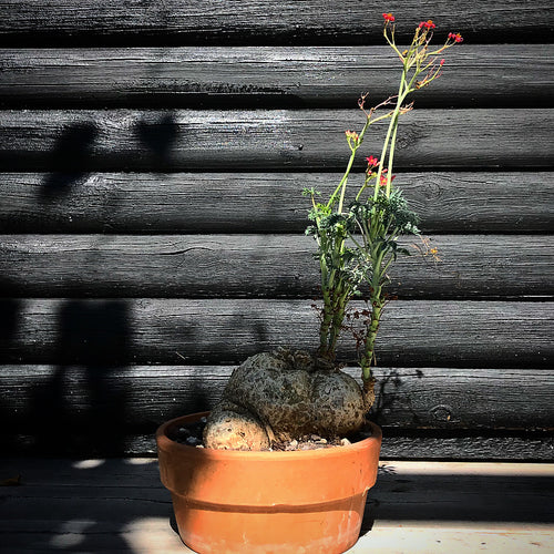 Jatropha Cathartica