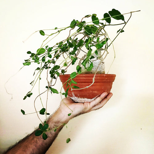 Fockea Edulis