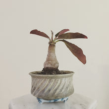 Euphorbia brunellii