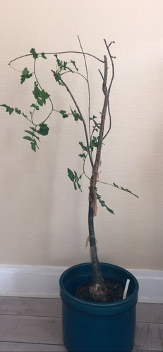 Bursera Fagaroides