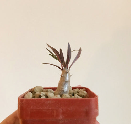 Pachypodium Rosulatum - lille