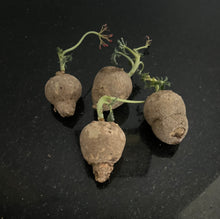 Jatropha Cathartica