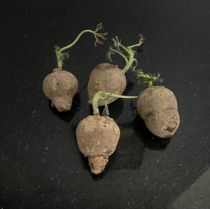 Jatropha Cathartica