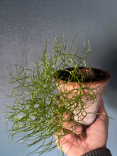 Bowiea Volubilis