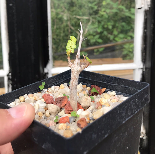 Boswellia Neglecta