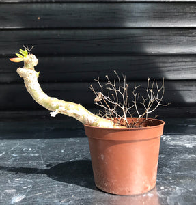 Tylecodon Reticulatus