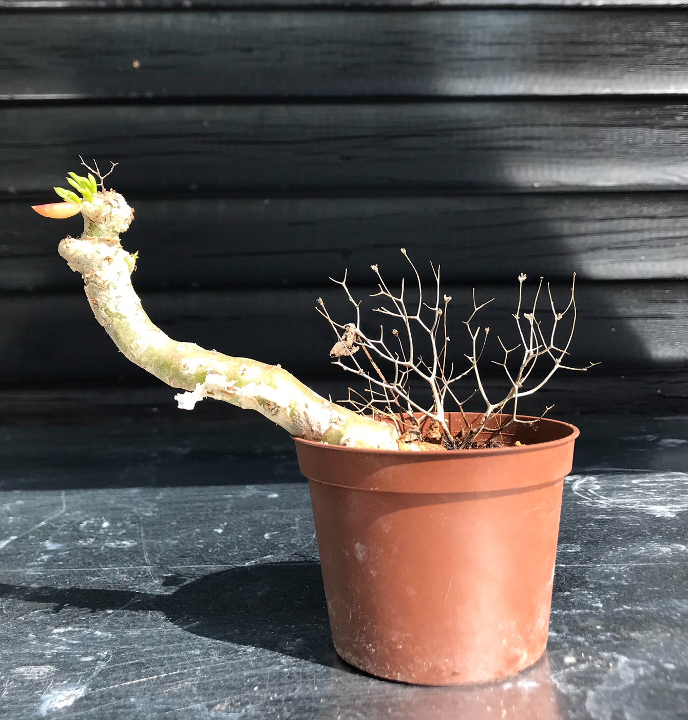Tylecodon Reticulatus