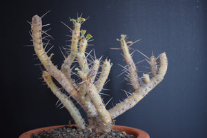 Sarcocaulon Crassicaule