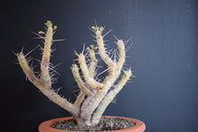Sarcocaulon Crassicaule
