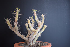 Sarcocaulon Crassicaule