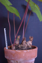 Pelargonium Transvaalense