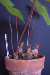 Pelargonium Transvaalense