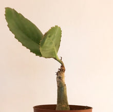 Cyphostemma Juttae - small