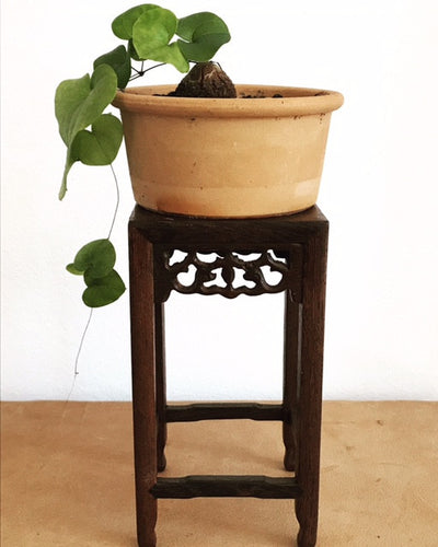 Dioscorea Elephantibes i lav potte
