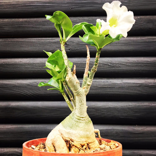 Adenium Obesum