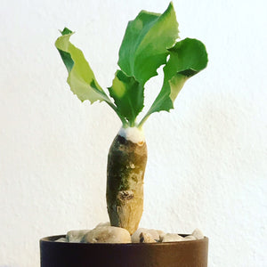 Othonna Cremnophila