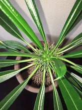 Pachyodium Lamerei
