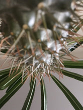 Pachyodium Lamerei