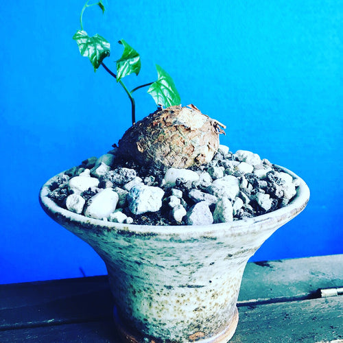Cyclantheropsis Parviflora