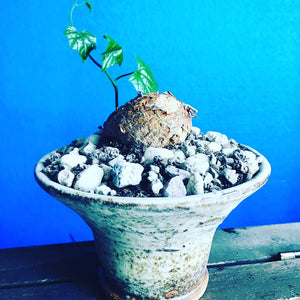Cyclantheropsis Parviflora