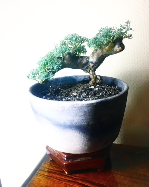 Sarcocaulon Multifidum - lille