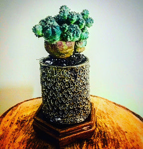 Euphorbia Obesa