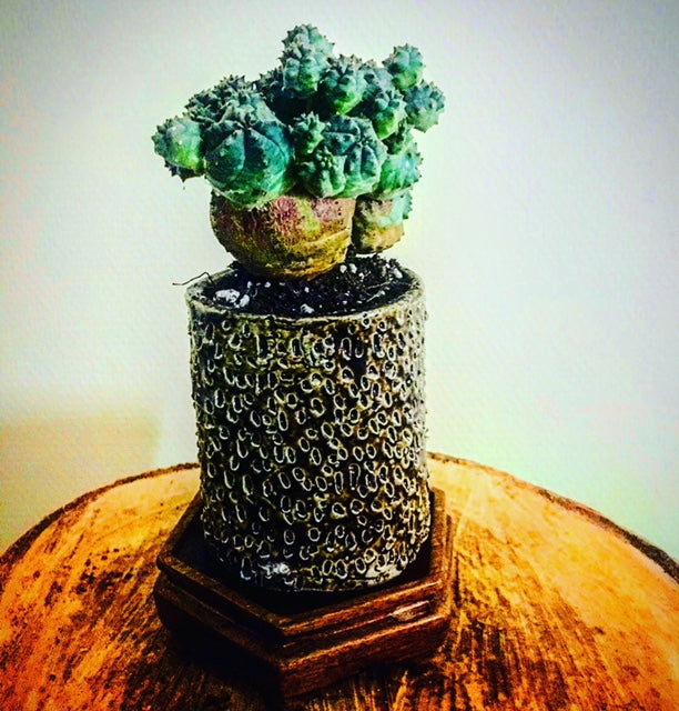 Euphorbia Obesa