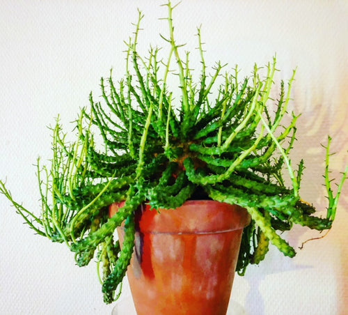 Euphorbia Flanaganii - stor