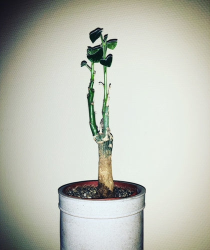 Adenia Keramanthus