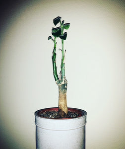 Adenia Keramanthus