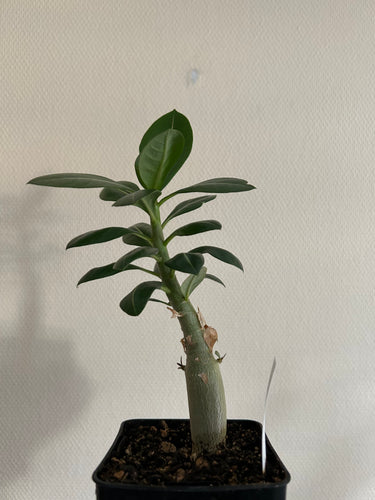 Adenium Obesum