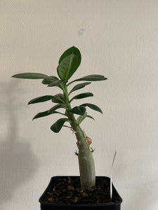 Adenium Obesum