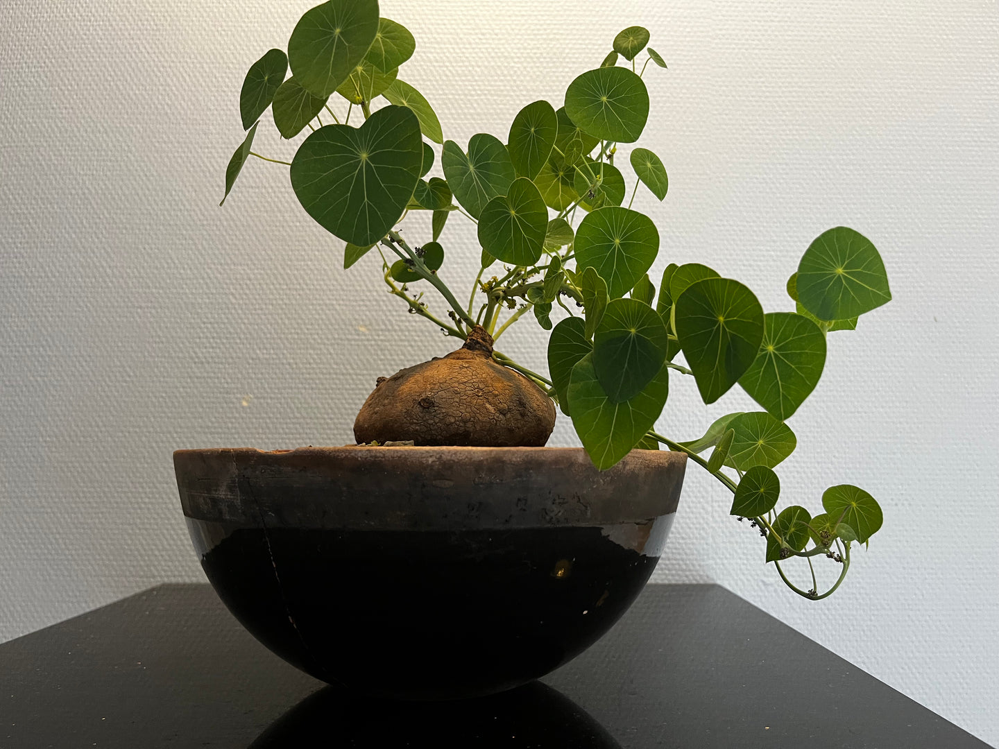 Stephania cepharant Hyata